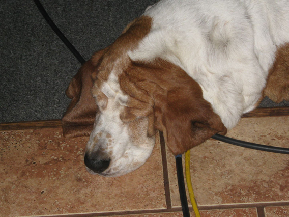 basset-at-rest
